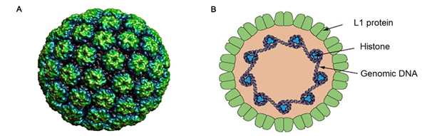 hpv virus cell structure