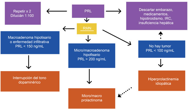 Hiperprolactinemia Y Amenorrea Pdf